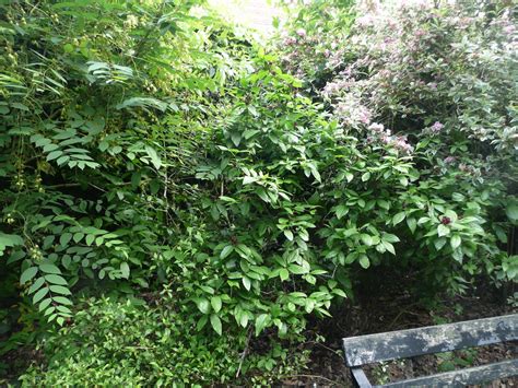 Calycanthus Floridus Friends Of Belfast Botanic Gardens
