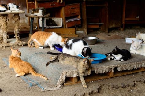 Premium Photo Poor Cats In An Odessa City Private Shelter Lost And