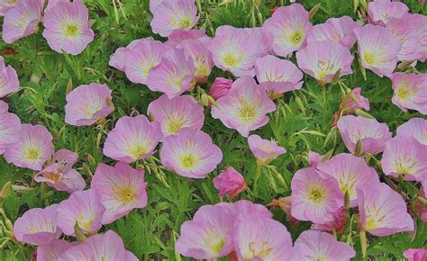 Drought Tolerant Ground Covers With Showy Flowers Dengarden