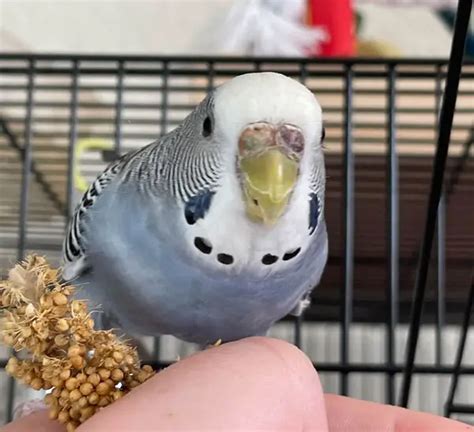 Female Budgie Cere Color Change What Are The Reasons