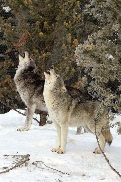 717A Howling Wolves Photograph by NightVisions - Pixels