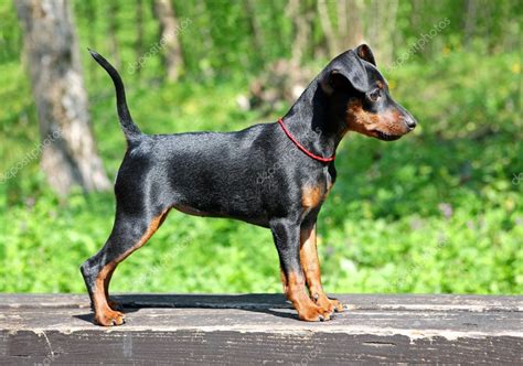 Miniature Pinscher Puppy — Stock Photo © pozitivstudija #10568084