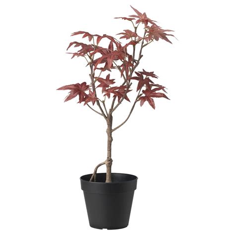 Fejka Artificial Potted Plant Inoutdoor Maple 12 Cm 4 ¾ Ikea