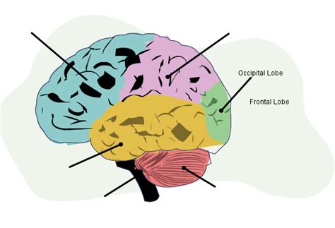 Psychology Brain Diagram