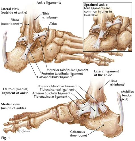 Ankle Pain