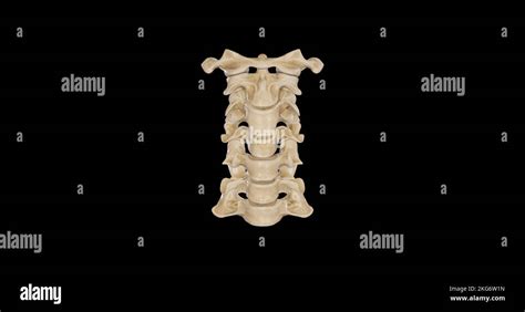 Vertebras Cervicales Anatomia Fotografías E Imágenes De Alta Resolución