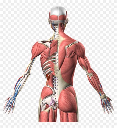 Human Anatomy 3d Model - Human Anatomy 3d Model Png Clipart (#3438615 ...