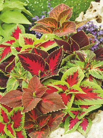 Samen Buntnessel Coleus Scutellarioides Mix Saatgut Zierpflanzen