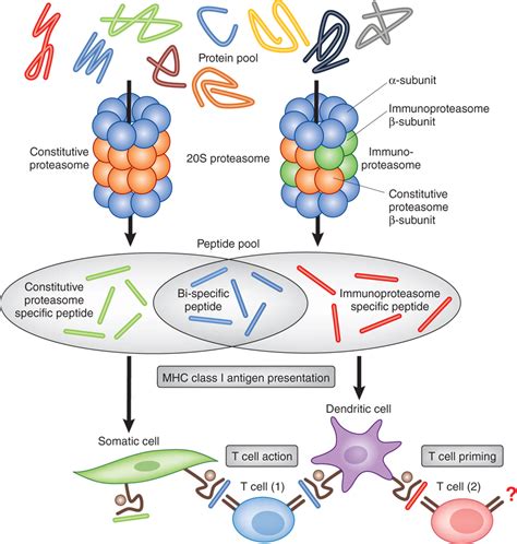 Immunoproteasome Inhibits Repair Function Of Macrophages Immunology