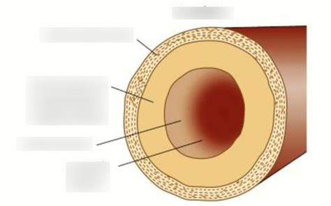 B2 2 2 Circulatory System Artery Diagram Diagram Quizlet