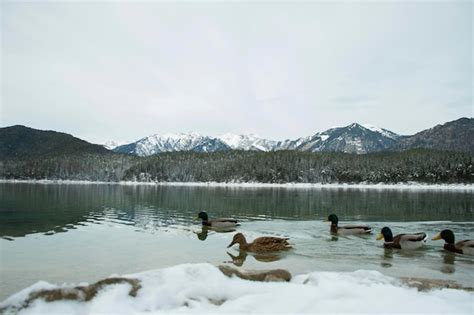 Premium Photo Ducks Swimming In Icy Lake In Winter In Europe Next To
