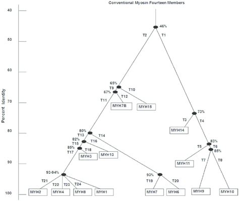 A Rooted Phylogenetic Tree Based On Percent Sequence Similarity