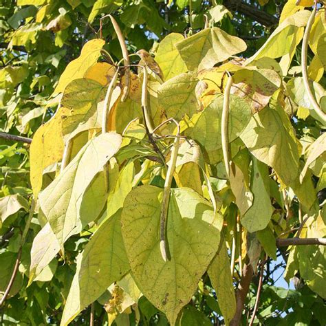 Buy affordable Northern Catalpa trees at our online nursery - Arbor Day ...