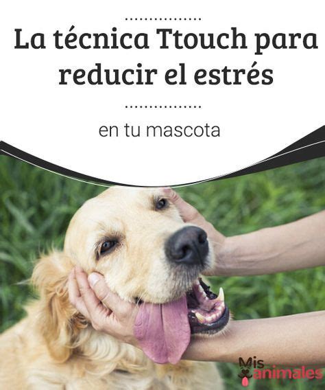 Mejores Im Genes De Tips Para Mascotas En