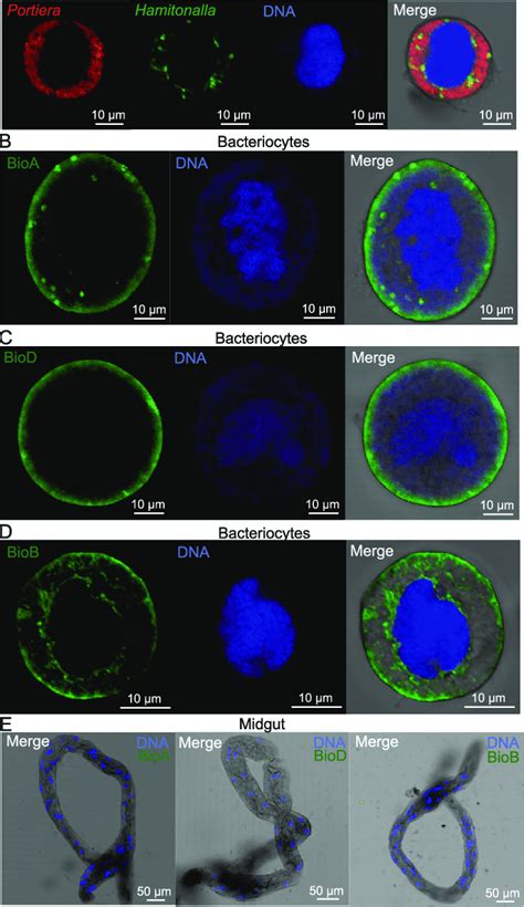 Localization Of Horizontally Transferred Biotin Synthesis Proteins In