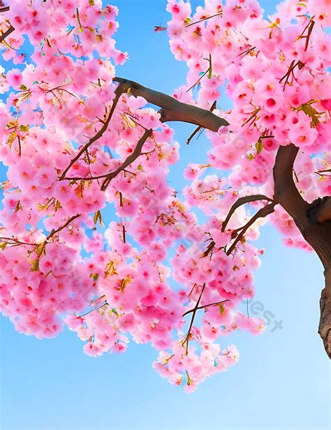 Cherry Blossom Tree Background Photo | JPG Free Download - Pikbest