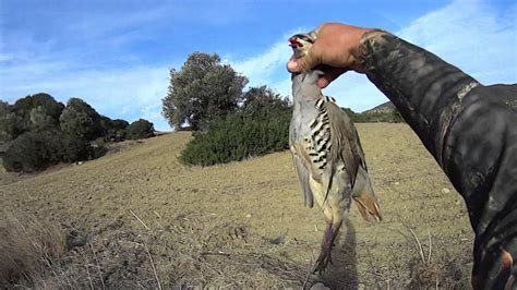 Keklİk Avi Partridge Hunting In Cyprus 2016 2 Youtube