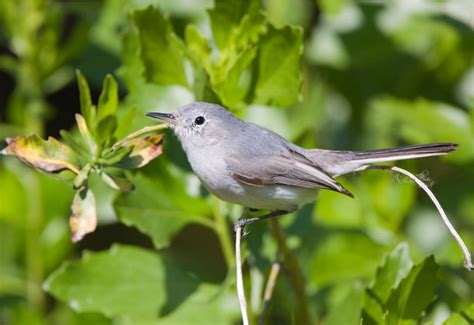 13 Small Gray Birds with White Bellies (Inc. Awesome Photos) - Birds Advice
