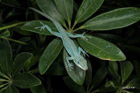 Green Anole Color Morphs - Anole Annals