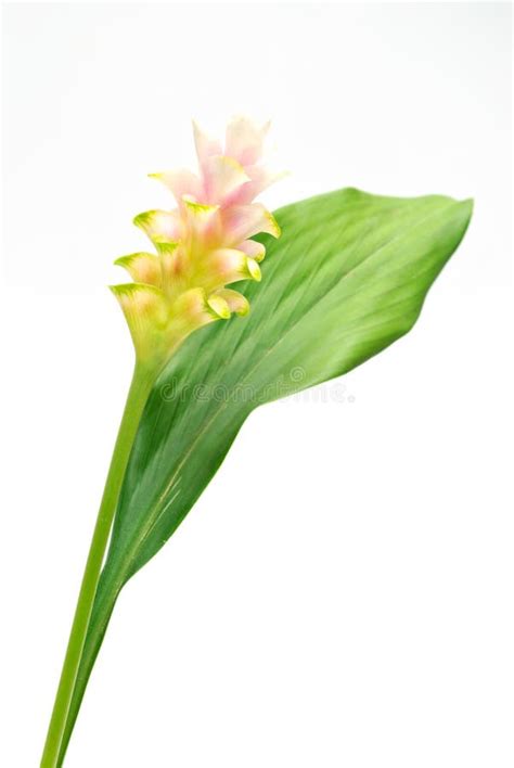Siam Tulip Flower Stock Photo Image Of Flora Culture 25380922