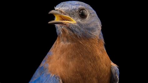 Bluebirds | National Geographic