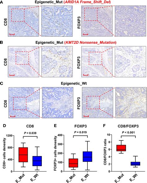 Frontiers Epigenetic Related Gene Mutations Serve As Potential