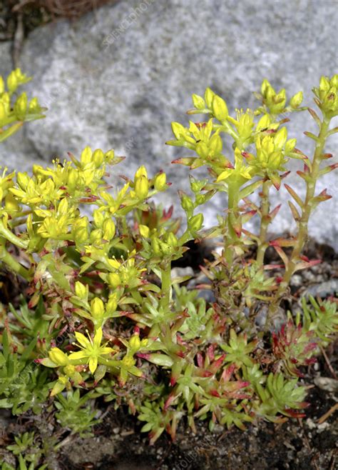 Yellow Stonecrop Sedum Stenopetalum Stock Image B6200454