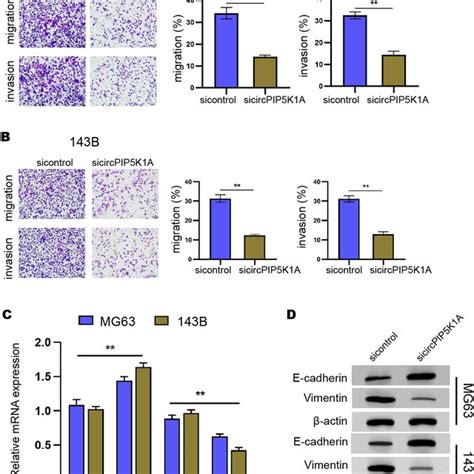 The Inhibition Of Circpip K A Represses Invasion And Migration Of