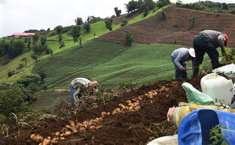 Descubre algunas SOLUCIONES PARA LA DEFORESTACIÓN aquí