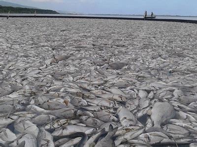 Moria Di Pesci Nella Laguna Di Orbetello A Causa Del Mare Troppo Caldo