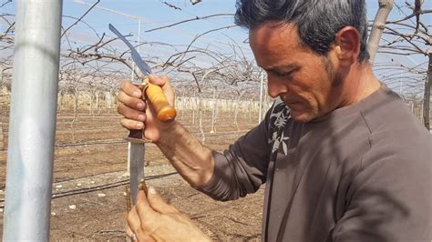 Cu Ndo Se Injertan Los Kiwis En Galicia Tucutuco