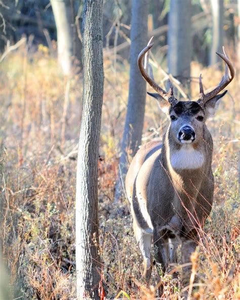 Buck Whitetail Deer — Stock Photo © Brm1949 1885696