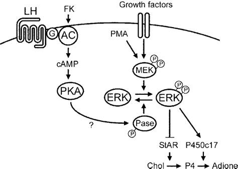 Schematic Model Showing Involvement Of Erk Activity In The Control Of