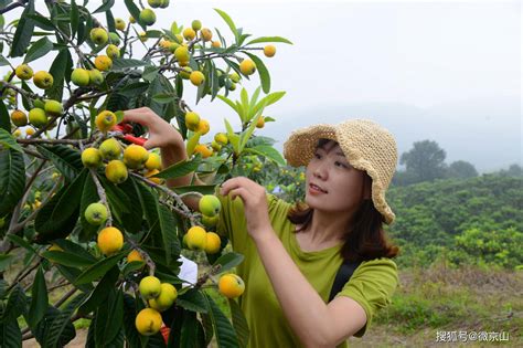 京山水峡口林场的150亩枇杷熟了绿色