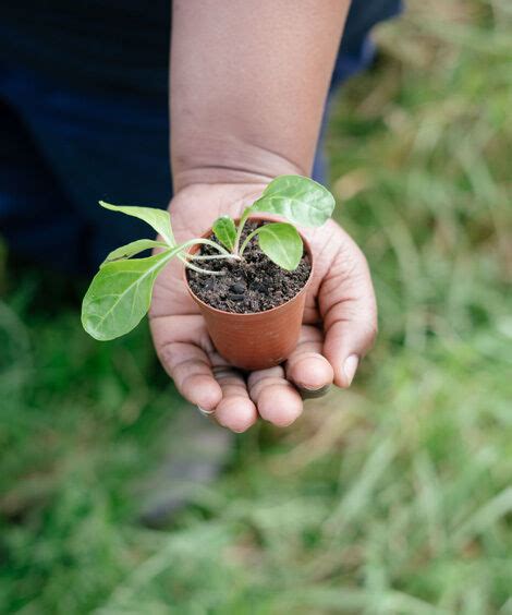 Living Soils Community Learning Farm Spier Wine Farm