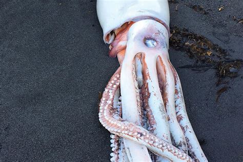 Largest Giant Squid On Record