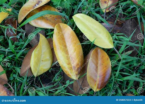 Fallen Yellow Magnolia Leaves The Coming Of Autumn Stock Image Image