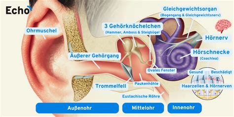 Wie funktioniert das Ohr Hörprozess in 4 Stufen erklärt Echo