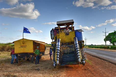 Mechanized Tools For Harvesting Sugar Cane In Guayabales Cuba