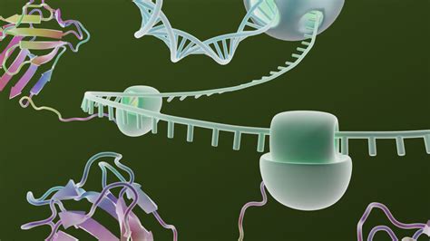 In Vitro Transcription And Translation Archives Promega Connections