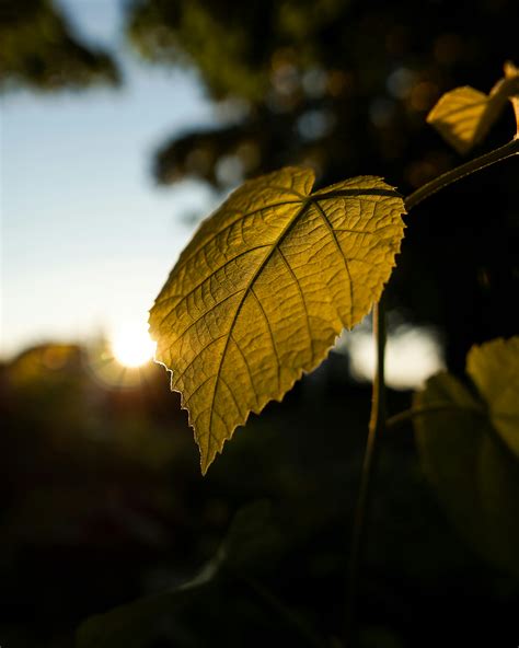 Close-Up Photo Of Green Leaf · Free Stock Photo