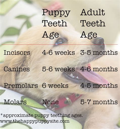 Puppy Teething Gums