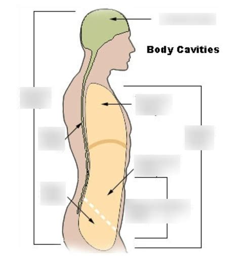 Ansi Lab Body Cavities Diagram Quizlet