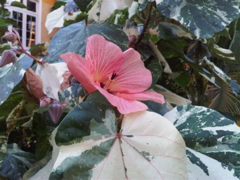 Mahogany Flowerstage 1 Flowers Garden Plants