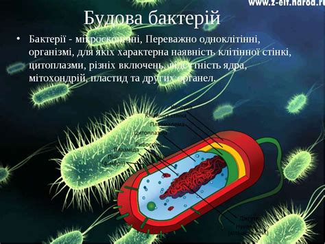 "Бактерії та їх значення" - презентація з біології