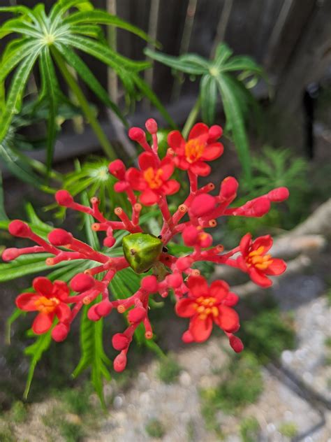 Jatropha Multifida Flowering Coral Tree Bush Frangipani Etsy Plants