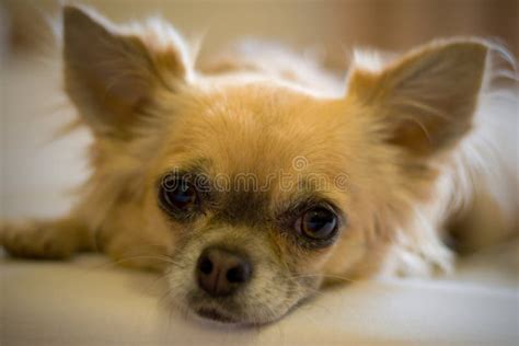 Chihuahua With A Sad Look Lies On The Bed Stock Image Image Of