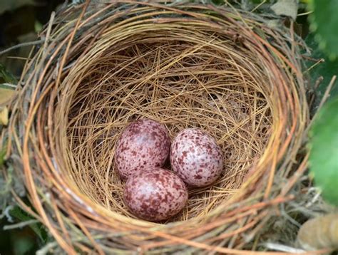 Telur Burung Kutilang 47 Koleksi Gambar