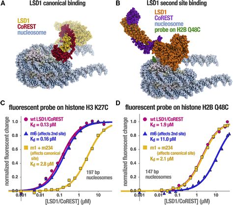 Crystal Structure Of The Lsd Corest Histone Demethylase Bound To Its