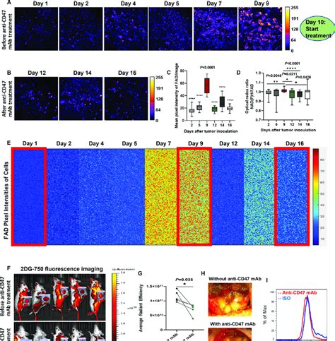 Sensitive Monitoring Of Anti Cd47 Therapy Response By Dynamic Metabolic